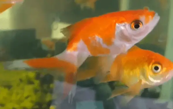 Why Are My Goldfish Fins Turning Black