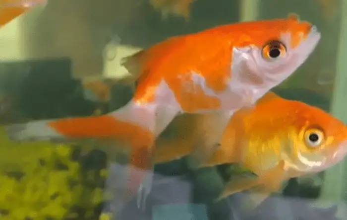 Goldfish Fins Turning Black