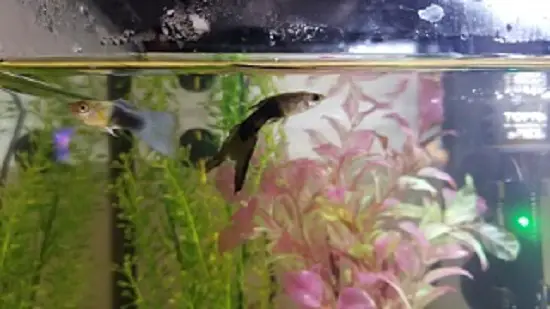 Guppies Tail Turning Black