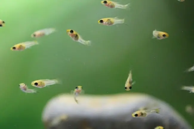 How Do You Keep Baby Guppies Alive