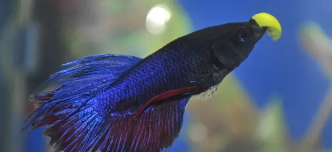 How Long Can Bettas Go Without Food