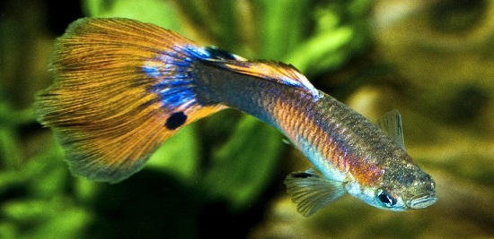How Long Does A Guppy Fish Live For