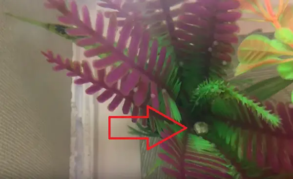 How Many Eggs Do Goldfish Lay? At a Time / Year