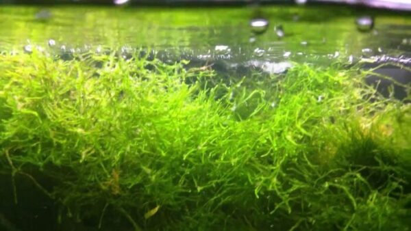 Can Brown Java Moss Turn Green Again?