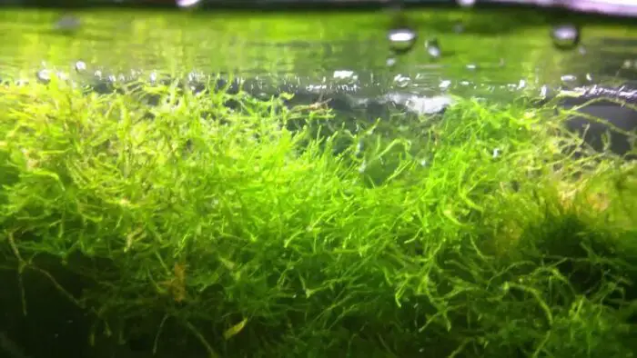 does java moss grow fast