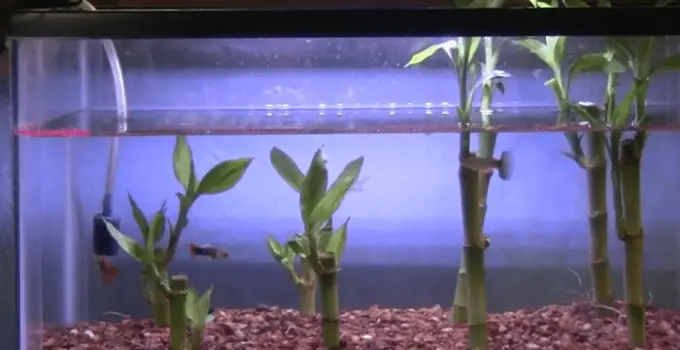 Lucky Bamboo In An Aquarium
