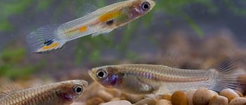 What Do Baby Guppies Eat