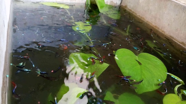 What Do Guppies Eat In The Wild