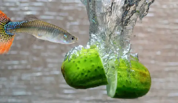 what vegetables Do Guppies Eat
