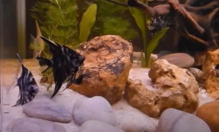 Angelfish Habitat