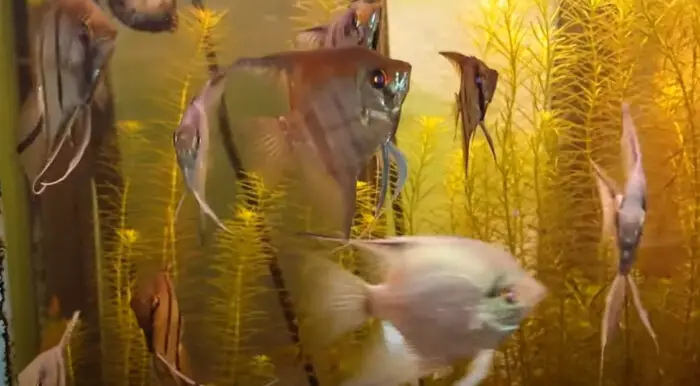 Behaviour Of Angelfish 