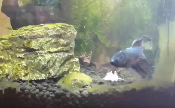 Betta Fish Not Eating And Laying At Bottom Of Tank