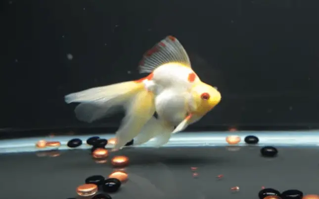 goldfish flakes for betta fish