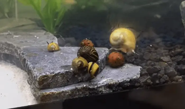 Can Snails Get or Carry Ich