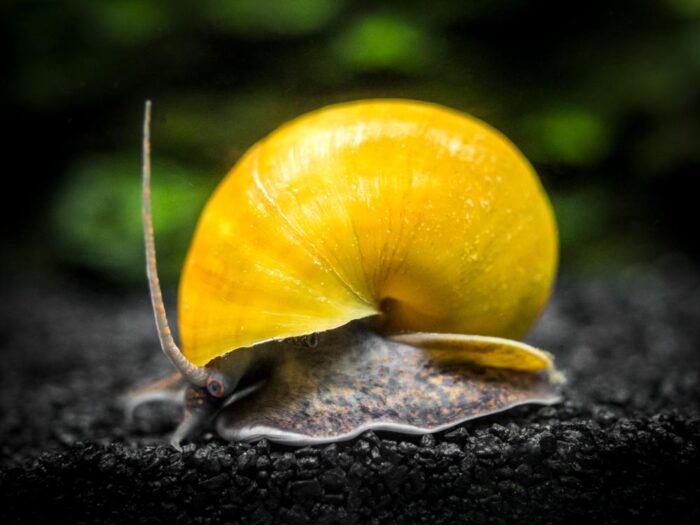 Causes of Mystery Snail Floating