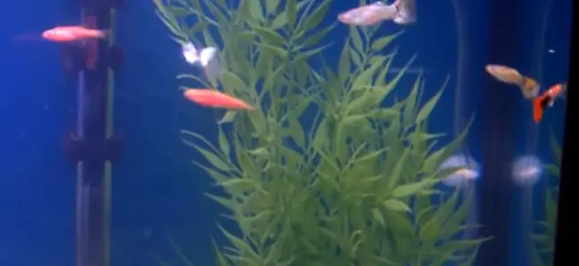 Guppies and Danios Together In The Same Tank