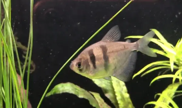 white skirt tetra pregnant