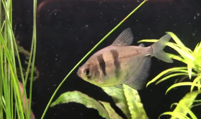 How Can You Tell If A Black Skirt Tetra Is Pregnant
