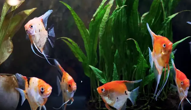 How Many Angelfish Should Be Kept Together