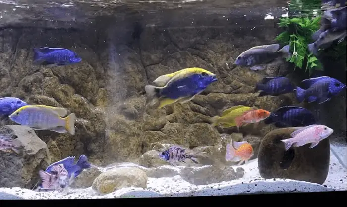How Often Do African Cichlids Breed