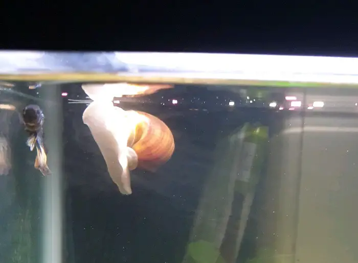 Mystery Snail Floating