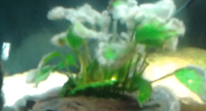 What Does White Algae Look Like