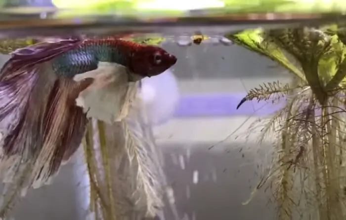 What Food Do Bettas Eat