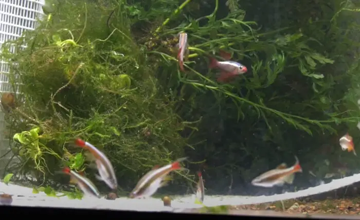 breed white cloud minnow