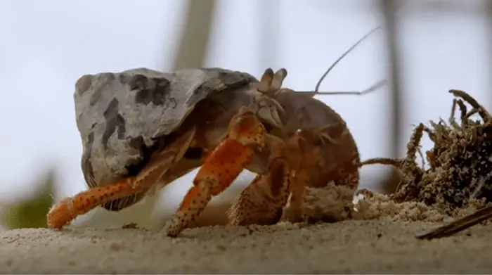 How Often Do Hermit Crabs Change Shells