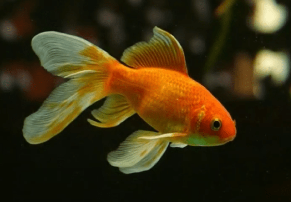fish tank temperature for goldfish