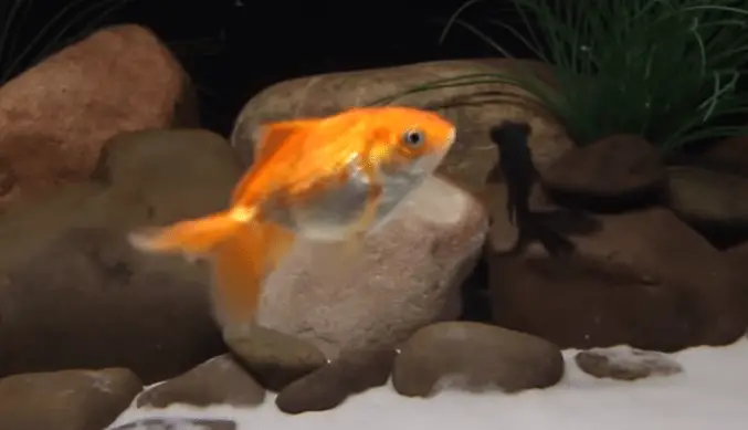 Treating And Preventing Goldfish Constipation