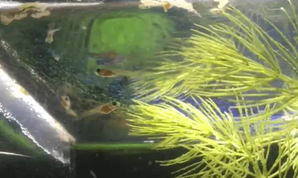 What To Do With Unwanted Guppy Fry