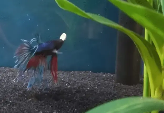 How often Should You Feed Betta Fish