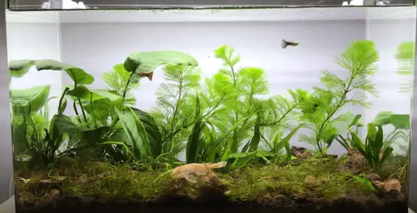 guppy tank setup