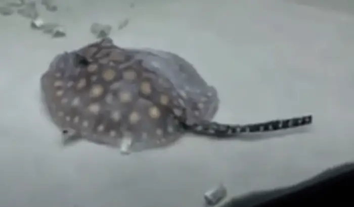 What Are The Smallest Freshwater Stingray