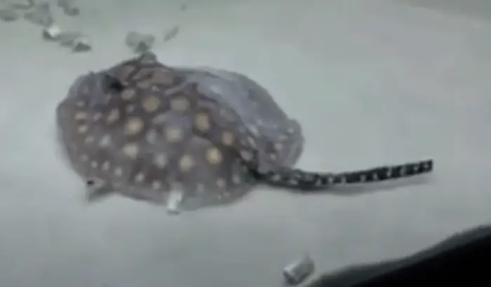 mini stingray aquarium