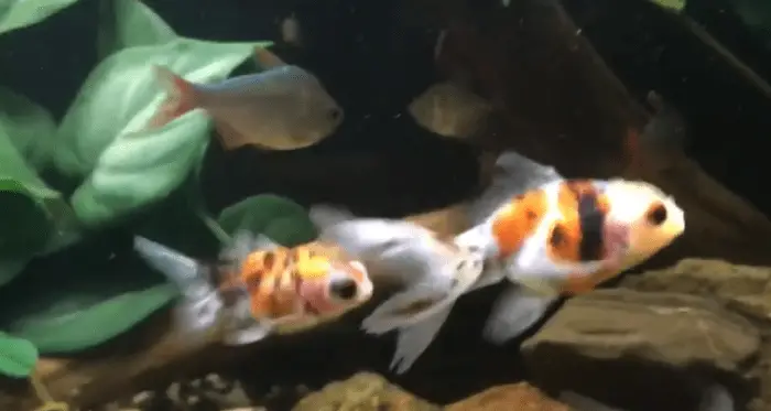 What Fish Are Compatible With Goldfish 