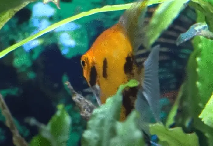 Can Angelfish Live Alone?