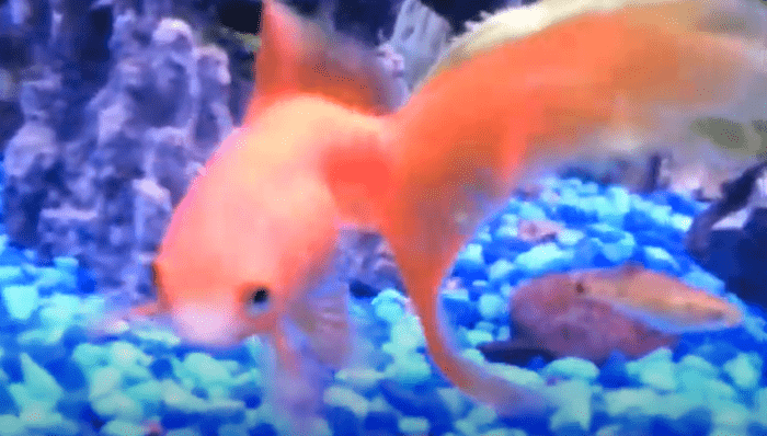 Can White Cloud Mountain Minnow Live With Goldfish?