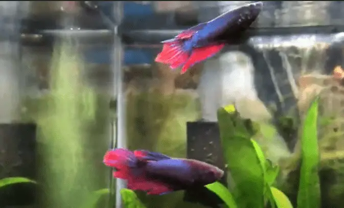 Can You Put A Male And Female Betta Together
