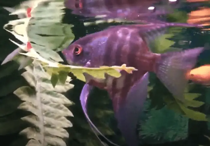 Do Angelfish Eat Shrimp?