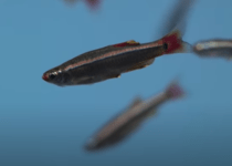 How To Tell If Your White Cloud Minnow Is Pregnant