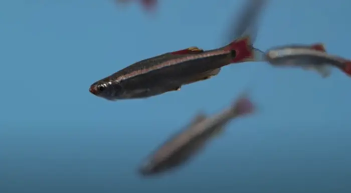 How Often To Feed White Cloud Minnow