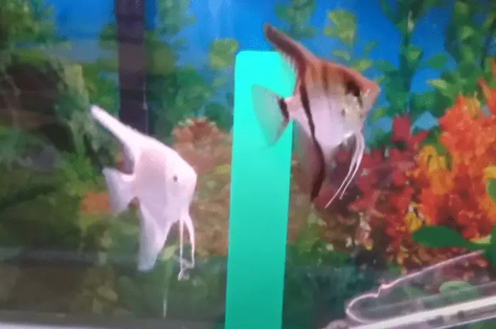 How To Tell If An Angelfish Is Pregnant