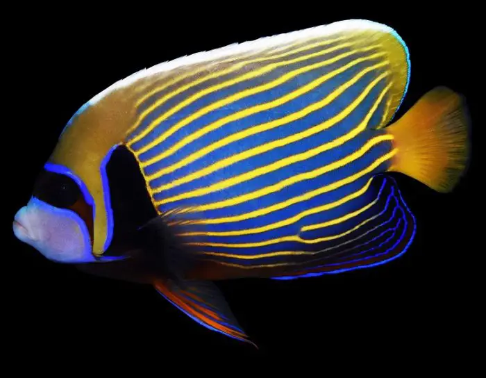 Types Of Angelfish With Blue And Yellow Stripes