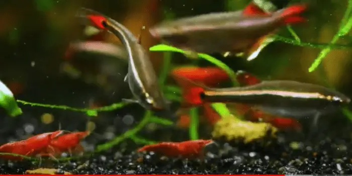 What To Feed White Cloud Minnow Fry,Agave Plants For Sale