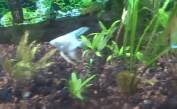 Why is My Guppy Swimming Upside Down