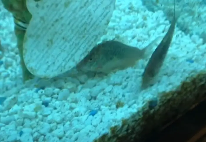 Cory Cats Swimming All Over Tank