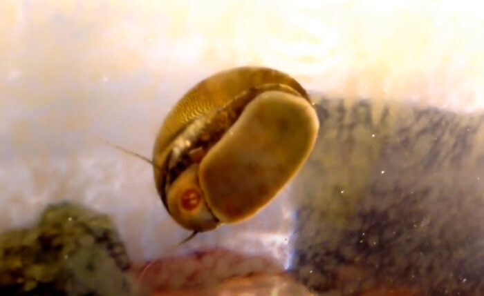 Horned Nerite Snail Not Moving At All