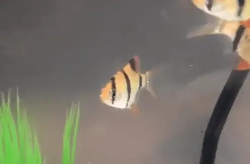 How to Tell If A Tiger Barb Is Pregnant